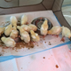 Image for article titled Jerk Mails Fifteen Baby Chicks to Ex, Ex Tries to Dump Them in Trash